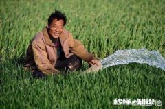 春季小麦起身拔节期如何管理