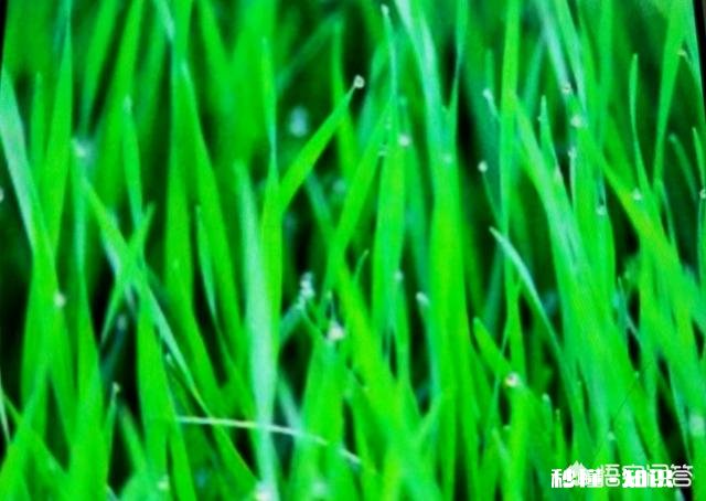 这两天气温下降了不少，对小麦的生长会有影响吗