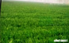 这两天气温下降了不少，对小麦的生长会有影响吗