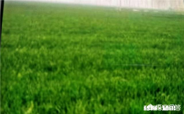 这两天气温下降了不少，对小麦的生长会有影响吗