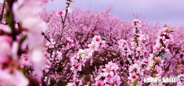 桃的花有什么特性