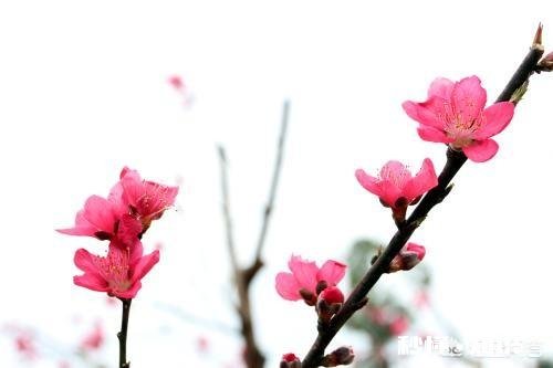 桃的花有什么特性