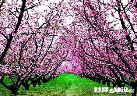 桃的花有什么特性