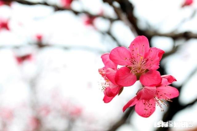 桃的花有什么特性