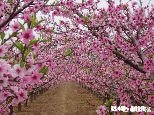 桃的花有什么特性