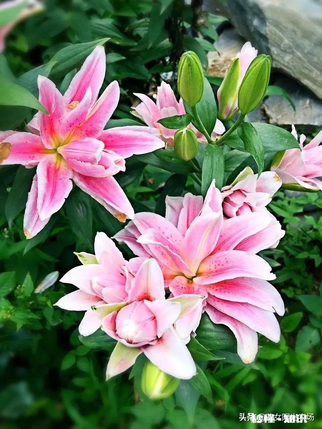 我家君子兰开花了，平平淡淡等三年，为啥老婆高兴得不要不要的