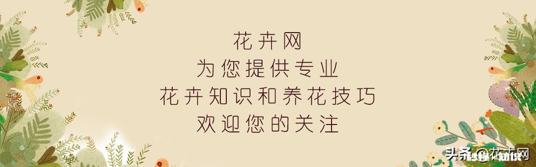 我家君子兰开花了，平平淡淡等三年，为啥老婆高兴得不要不要的