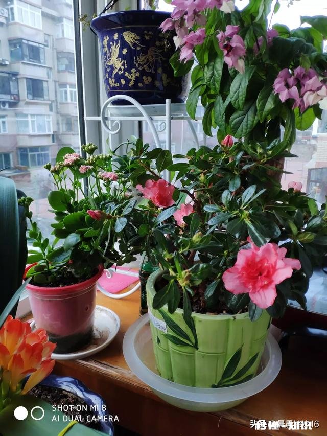 我家君子兰开花了，平平淡淡等三年，为啥老婆高兴得不要不要的