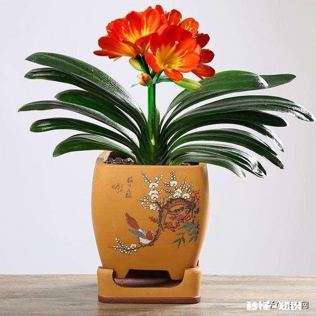 我家君子兰开花了，平平淡淡等三年，为啥老婆高兴得不要不要的