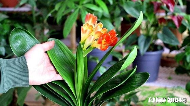 我家君子兰开花了，平平淡淡等三年，为啥老婆高兴得不要不要的