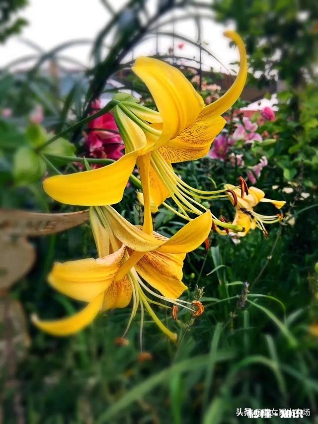 我家君子兰开花了，平平淡淡等三年，为啥老婆高兴得不要不要的