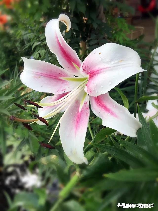 我家君子兰开花了，平平淡淡等三年，为啥老婆高兴得不要不要的