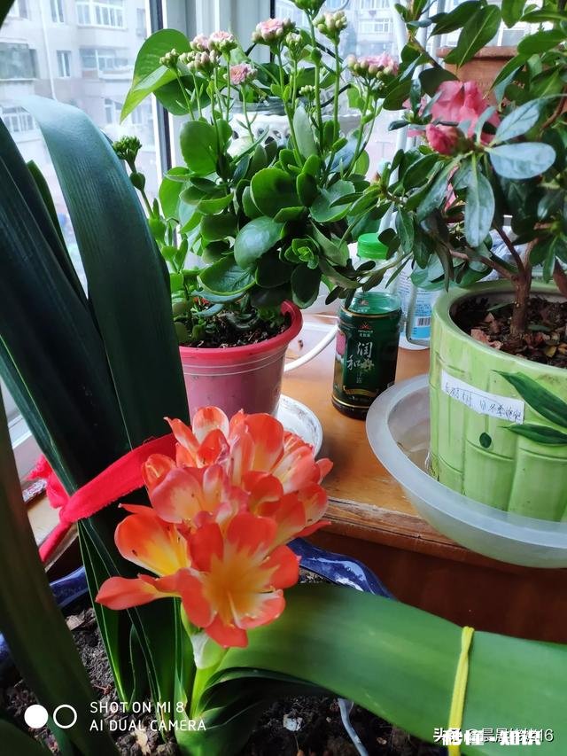 我家君子兰开花了，平平淡淡等三年，为啥老婆高兴得不要不要的