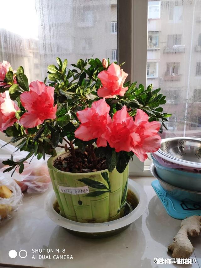 我家君子兰开花了，平平淡淡等三年，为啥老婆高兴得不要不要的