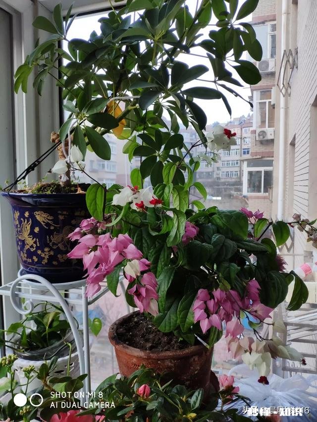 我家君子兰开花了，平平淡淡等三年，为啥老婆高兴得不要不要的