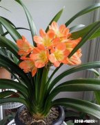 我家君子兰开花了，平平淡淡等三年，为啥老婆高兴得不要不要的