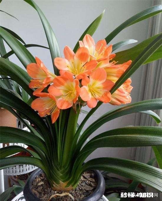 我家君子兰开花了，平平淡淡等三年，为啥老婆高兴得不要不要的