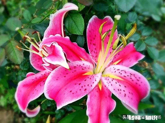 我家君子兰开花了，平平淡淡等三年，为啥老婆高兴得不要不要的