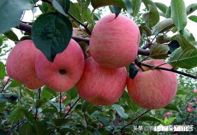 请问，农产品怎么快速走到需要的人手上