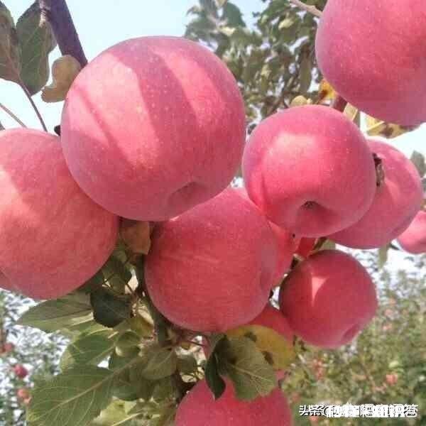 请问，农产品怎么快速走到需要的人手上