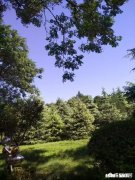 如果用一种艺术形式替代春晚，你觉得哪种合适