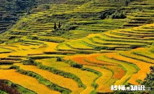 三月份水稻价格会上涨吗