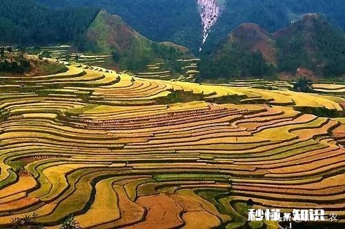 三月份水稻价格会上涨吗