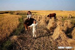 三月份水稻价格会上涨吗