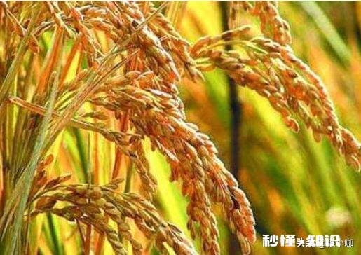 三月份水稻价格会上涨吗