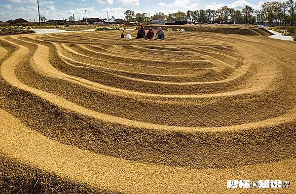 三月份水稻价格会上涨吗