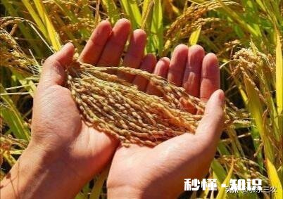 三月份水稻价格会上涨吗