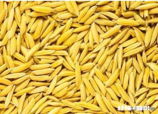 三月份水稻价格会上涨吗