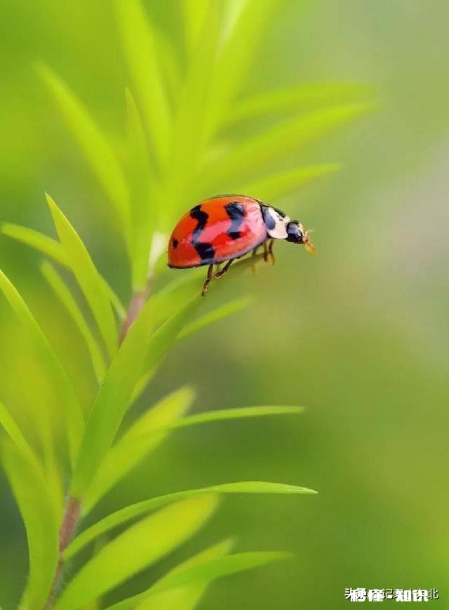 什么手机镜头光圈大,而景深又比较深