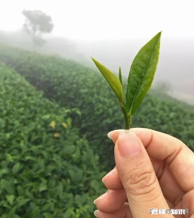 什么手机镜头光圈大,而景深又比较深