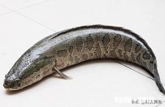 市面上黑鱼片是不是塘虱做的