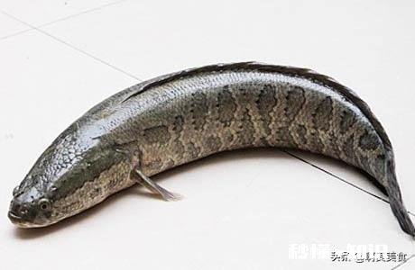 市面上黑鱼片是不是塘虱做的