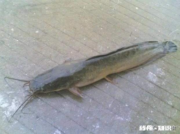 市面上黑鱼片是不是塘虱做的