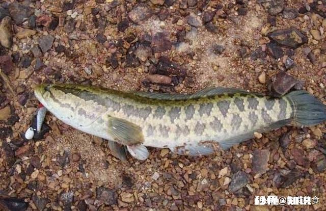 市面上黑鱼片是不是塘虱做的