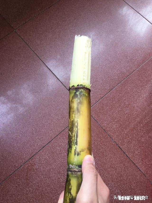 茅根煲汤放什么配料