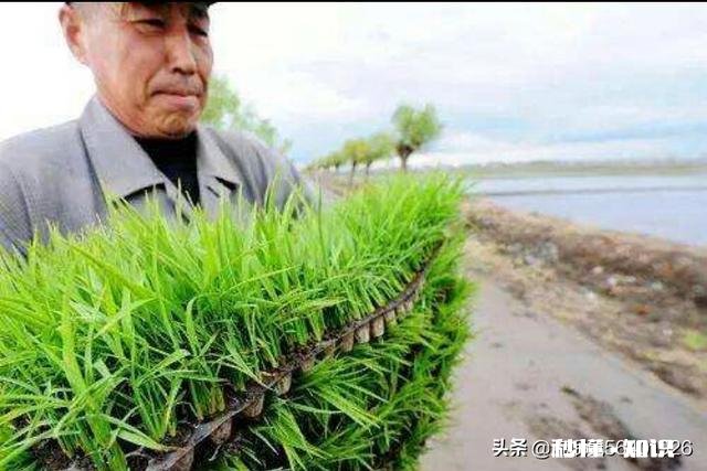 水稻插秧后怎样管理才能预防病虫害的发生