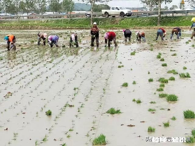 水稻插秧后怎样管理才能预防病虫害的发生