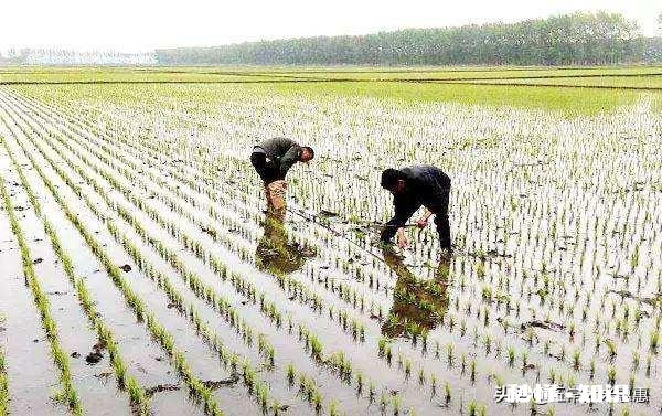 水稻插秧后怎样管理才能预防病虫害的发生