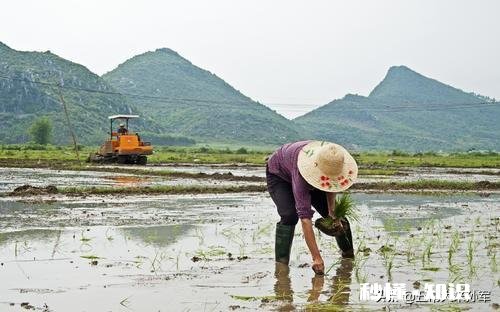 水稻插秧后怎样管理才能预防病虫害的发生