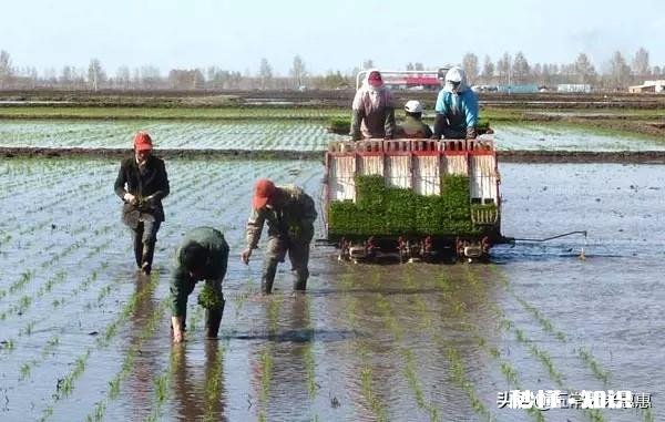 水稻插秧后怎样管理才能预防病虫害的发生