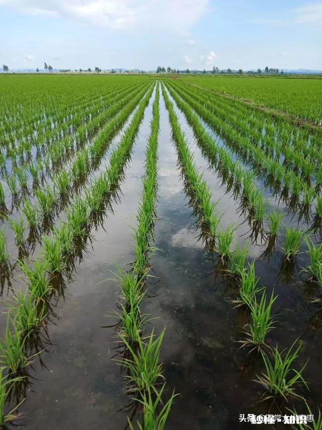水稻插秧后怎样管理才能预防病虫害的发生