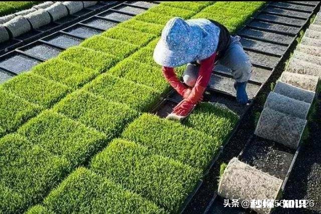 水稻插秧后怎样管理才能预防病虫害的发生