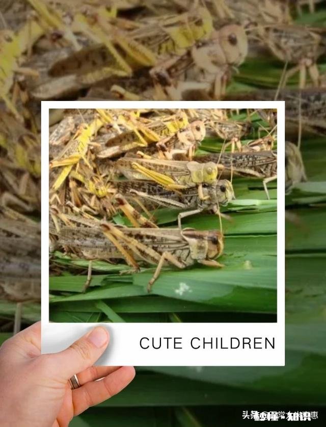 水稻插秧后怎样管理才能预防病虫害的发生