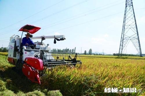 水稻插秧后怎样管理才能预防病虫害的发生