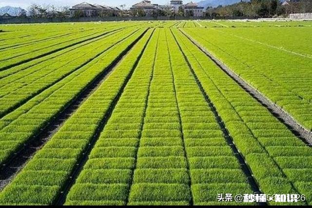 水稻插秧后怎样管理才能预防病虫害的发生