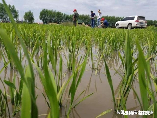 水稻插秧后怎样管理才能预防病虫害的发生